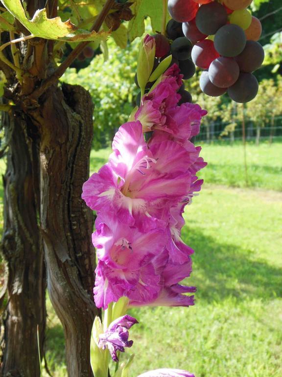 Al Pic De Corone Bed and Breakfast Terzo d' Aquileia Exteriör bild