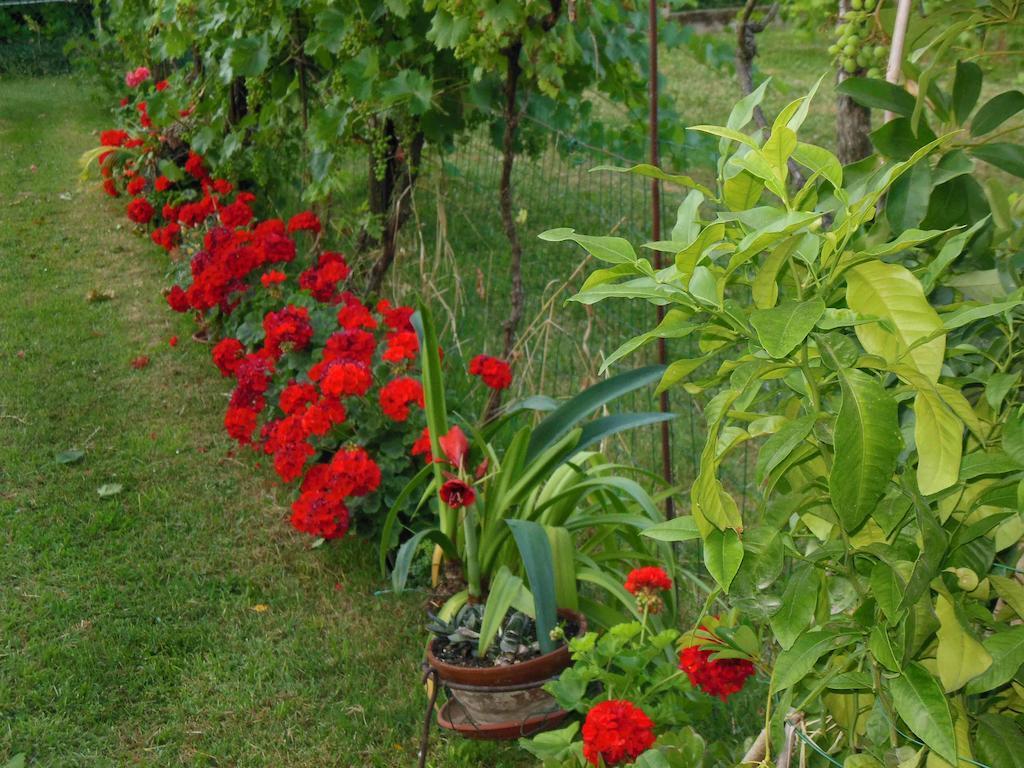 Al Pic De Corone Bed and Breakfast Terzo d' Aquileia Exteriör bild